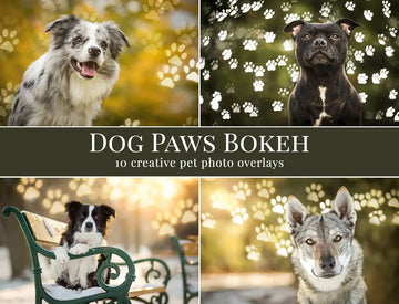 Dog Paws Bokeh - foto overlays