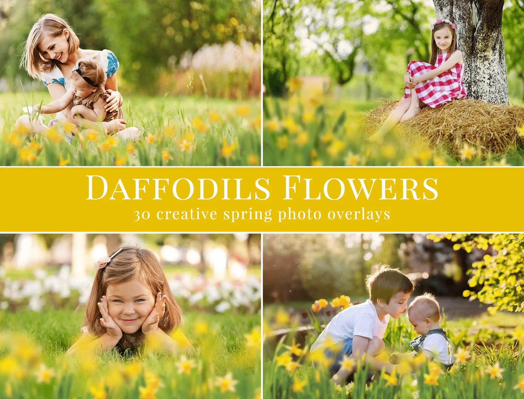 Daffodils Flowers - foto overlays