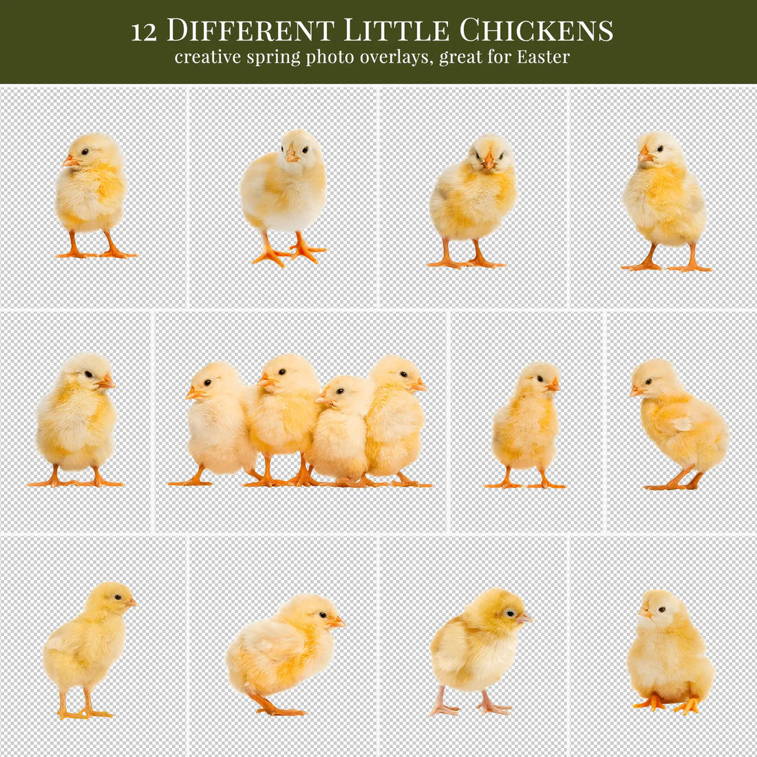 Easter Chicks foto overlays